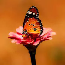 whatsapp butterfly dp